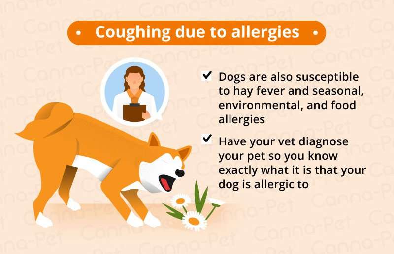 Dog Coughing: Causes &  Natural Remedies