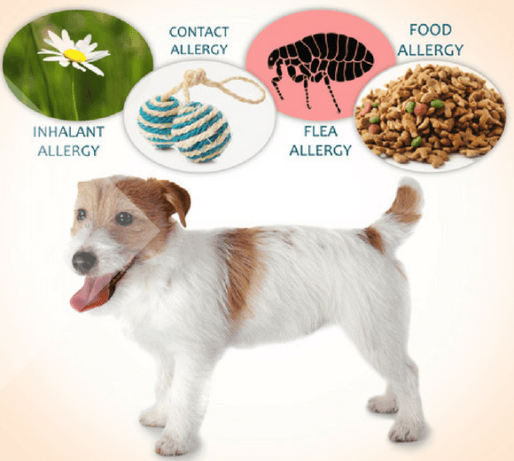 Dog Food 101: Breaking Down Grains and Gluten Free Dog Diets
