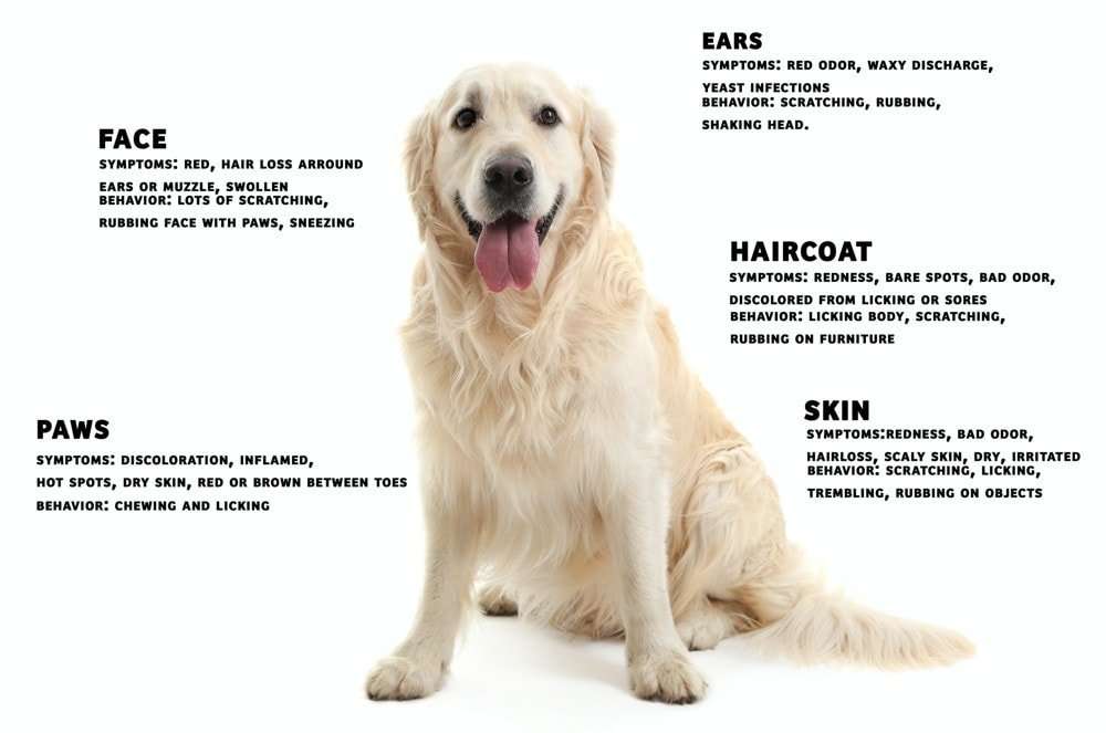Dog Food Allergies: Symptoms, Causes &  Treatment