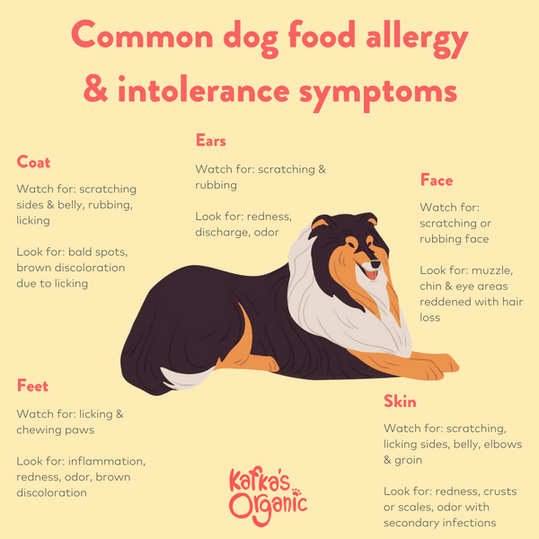 Dog Food Allergy Symptoms &  Allergy
