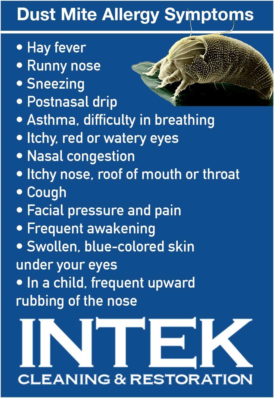 Dust mite allergy symptoms