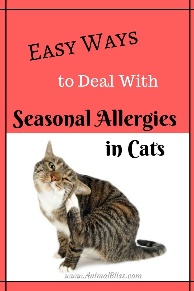 Easy Ways to Deal with Seasonal Allergies in Cats
