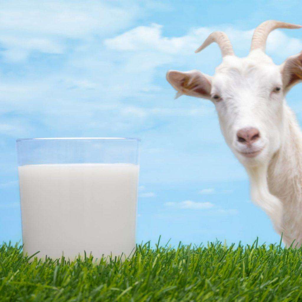 [Eng] Goat Milk vs Cow Milk, Which One is The Best?