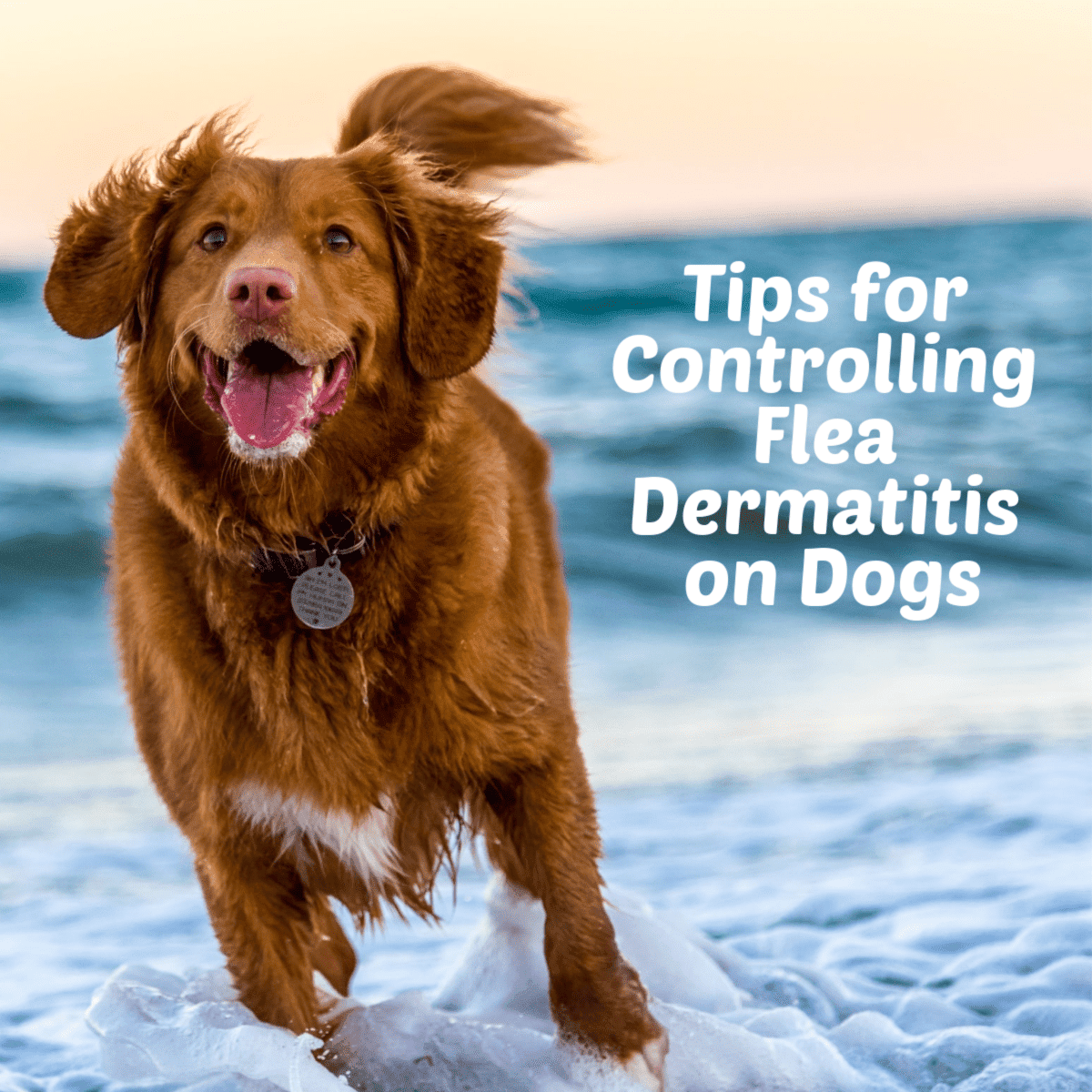 Flea Dermatitis On Dogs: The Application Of Flea Control And Treatments ...