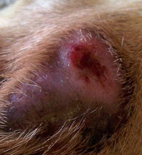 Fleas on Your Pet: Allergies to Flea Bites Can Cause Painful Hot Spots ...