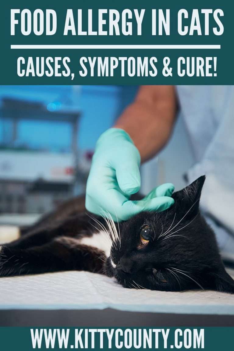 Food Allergies In Cats: Signs, Symptoms, And Treatment!