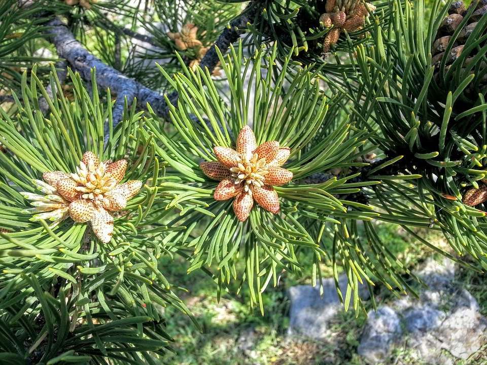 Free photo: Pine, Tree, Pollen, Flower