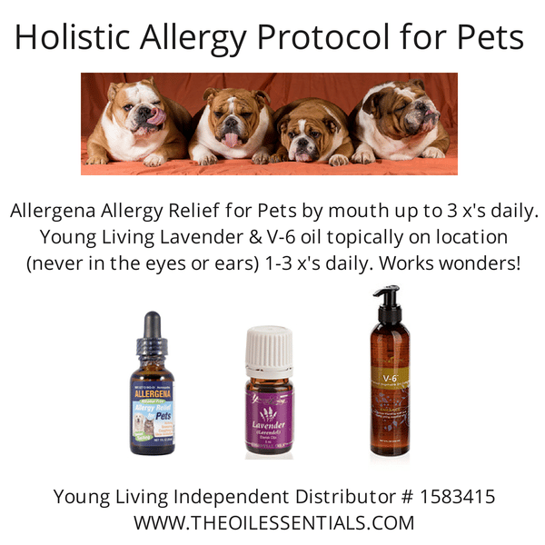 Get Rid of Your Dogs Skin Allergies Naturally and Easily  of course ...
