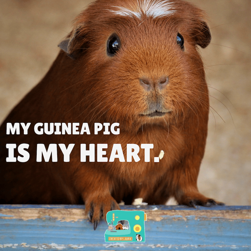 Guinea Pig Allergies What To Do