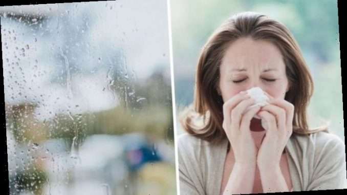 Hay fever: Does rain make your symptoms worse? Expert ...