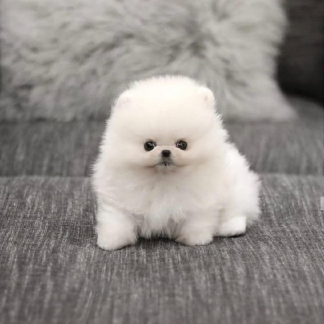Healthy Tiny Teacup Pomeranian Puppies For new Home