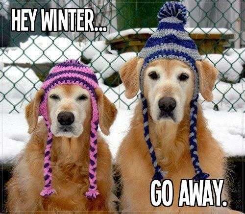 Hey Winter Go Away funny quotes cute quote dogs winter ...