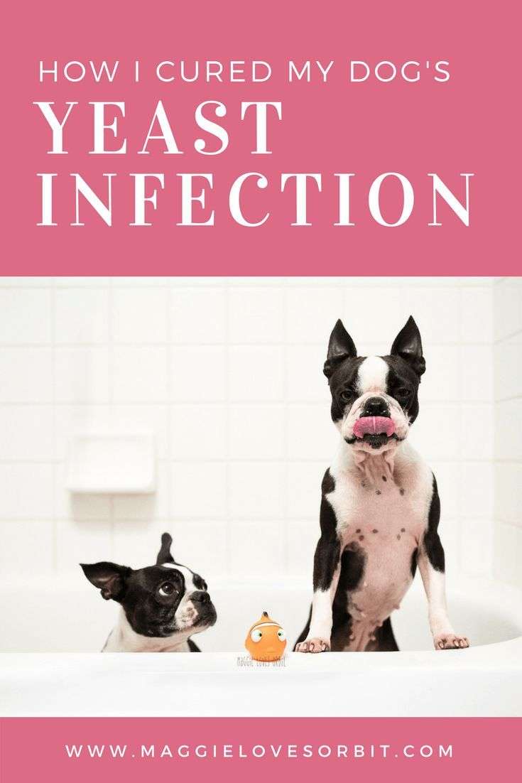 Home Remedy for Dog Skin Yeast Infection