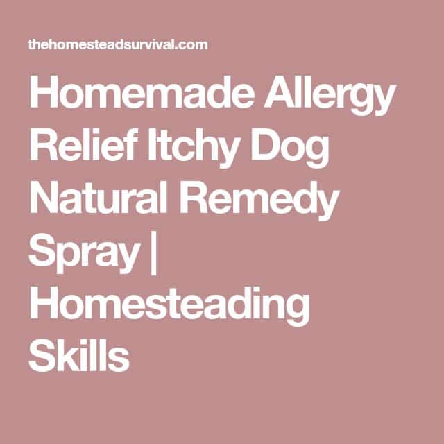 Homemade Allergy Relief Itchy Dog Natural Remedy Spray