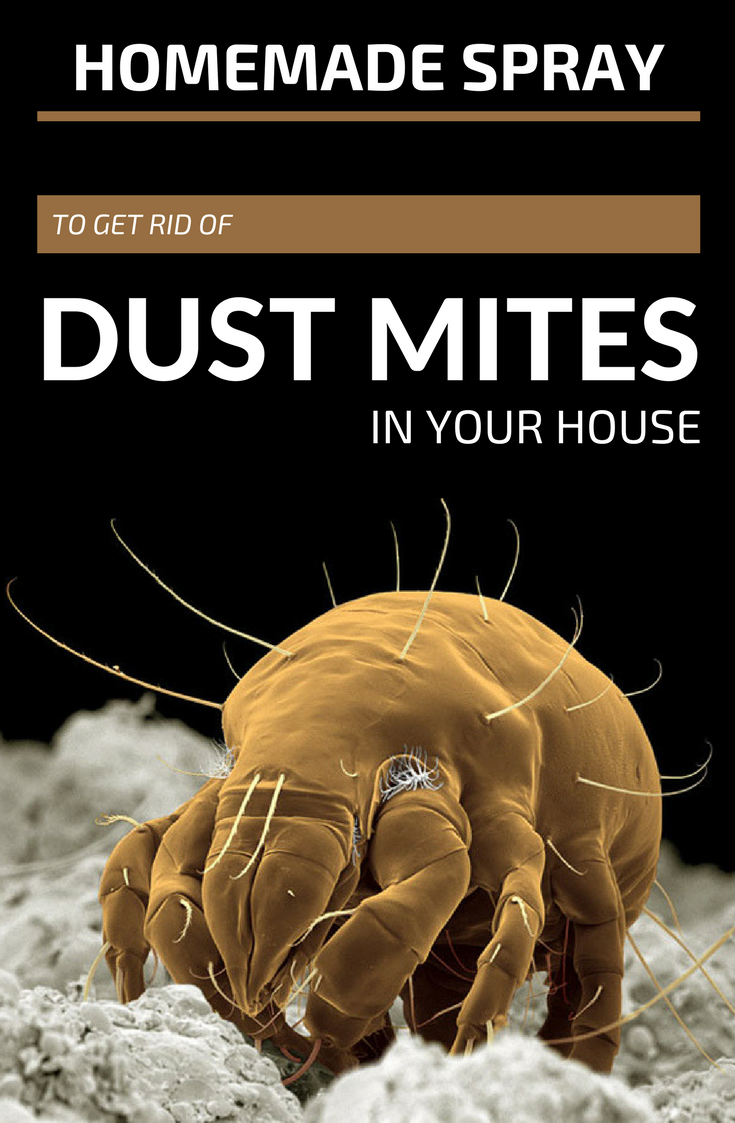Homemade Spray To Get Rid Of Dust Mites In Your House