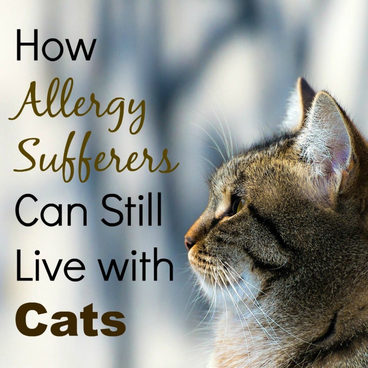 How Allergy Sufferers Can Still Live With Cats