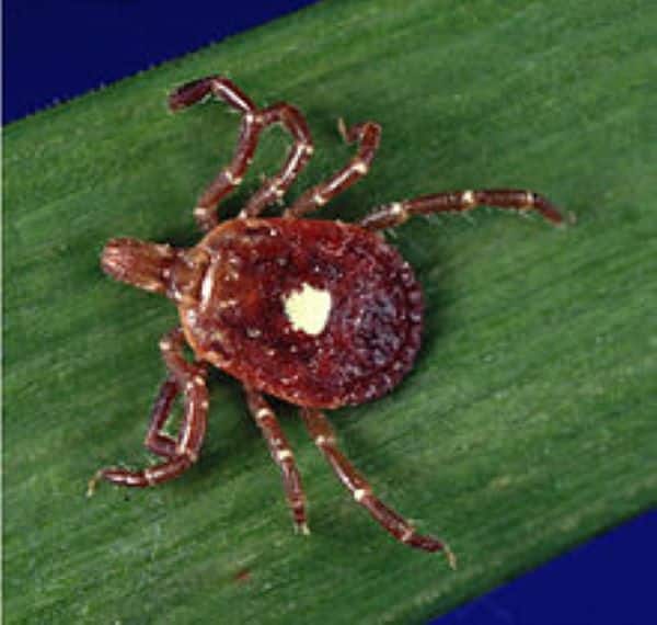 How can you get a meat allergy from a tick bite in Greenville