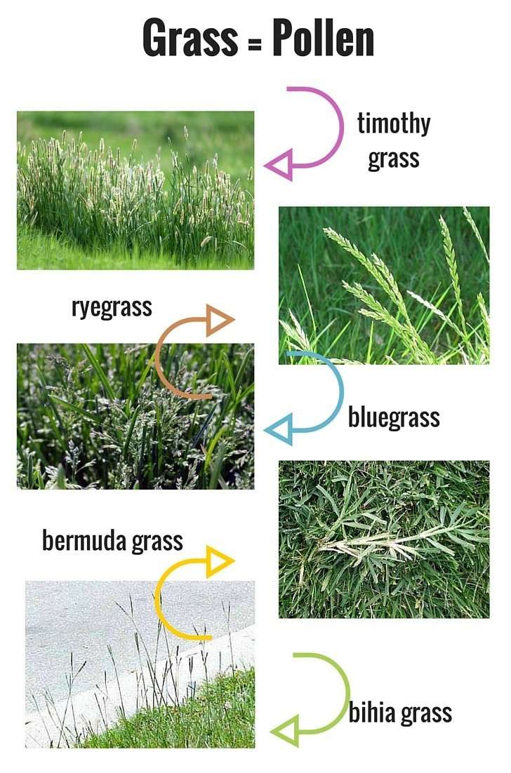 How Long Does Grass Pollen Season Last