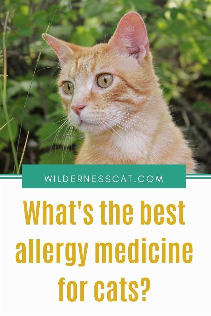 How Much Allergy Medicine Can I Give My Cat