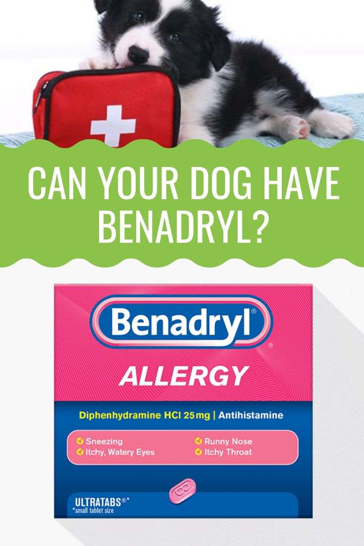 How Much Benadryl Can I Give My Dog?