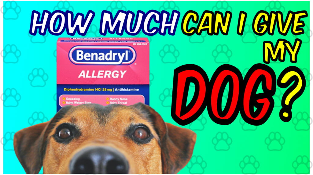 How Much Benadryl Can I Give My Dog for Itching?