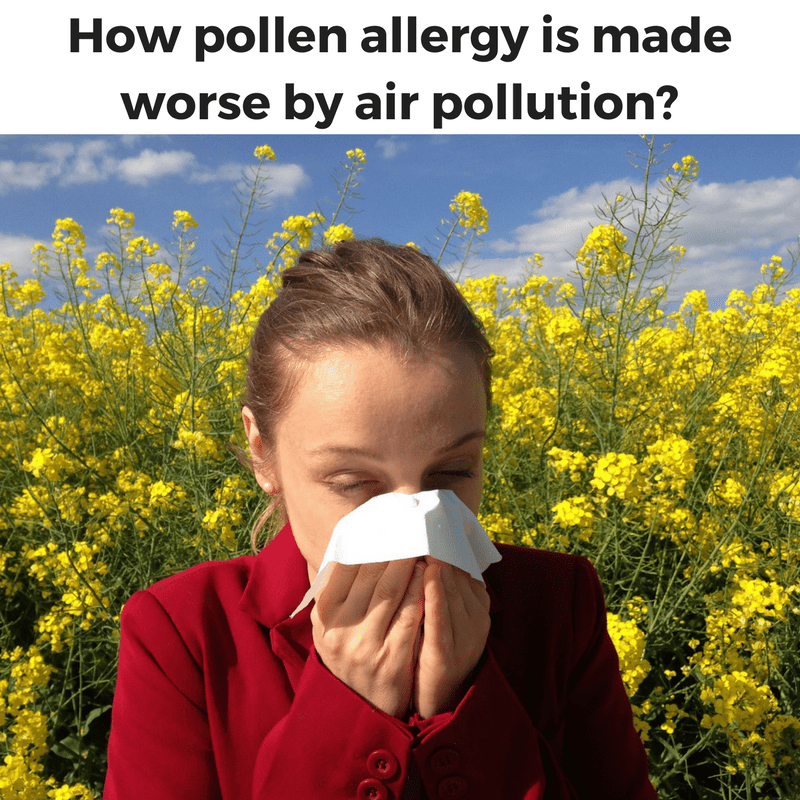 How pollen allergy is made worse by air pollution ?