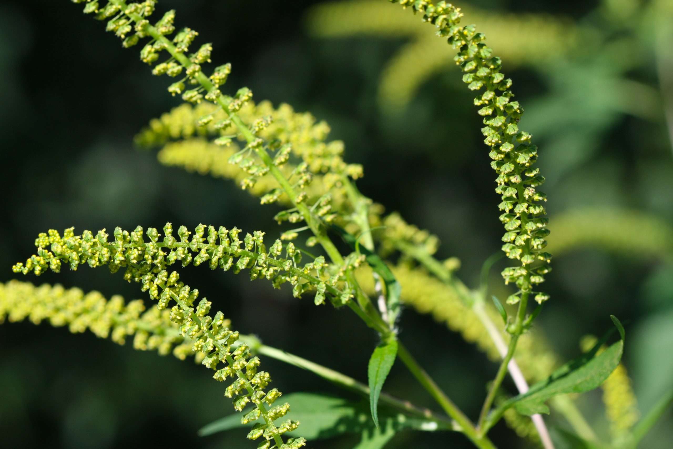 How to avoid Ragweed Allergy, Dr. Louis Mariotti