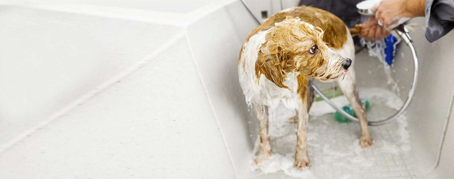 How to Bathe a Dog with Skin Allergies