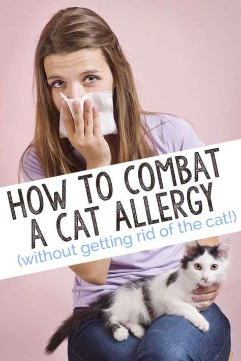 How To Combat a Cat Allergy (Without Getting Rid of Your ...