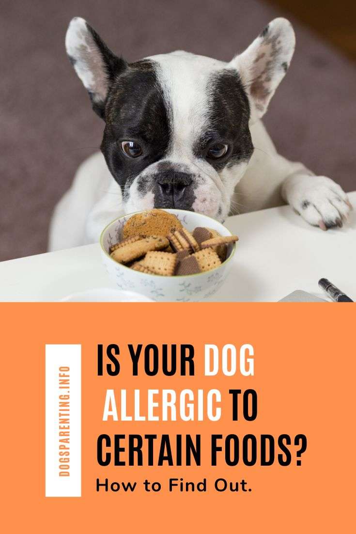 How to Find Out If Your Dog Is Allergic to Certain Foods