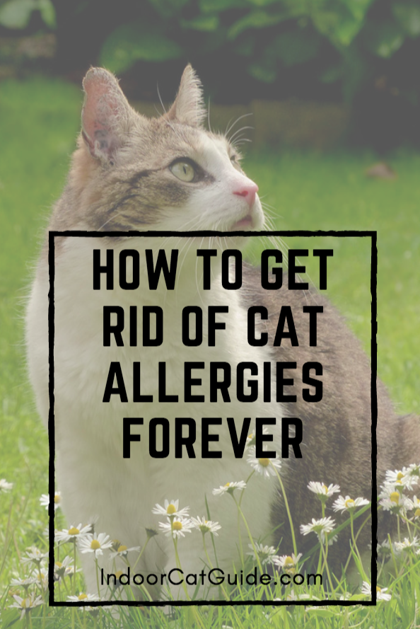 How To Get Rid Of Cat Allergies Forever