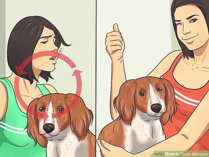How To Get Rid Of Dog Allergies Forever