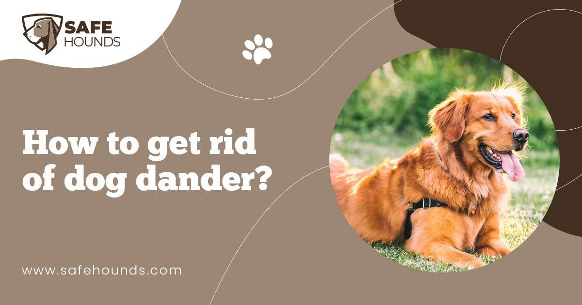 How To Get Rid Of Dog Dander?