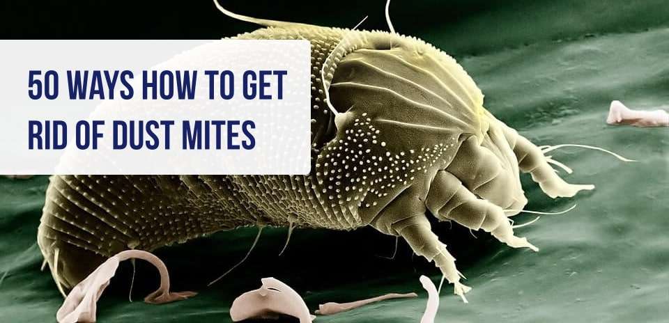 How to Get Rid of Dust Mites [50+ Ways To Kill Dust Mites]