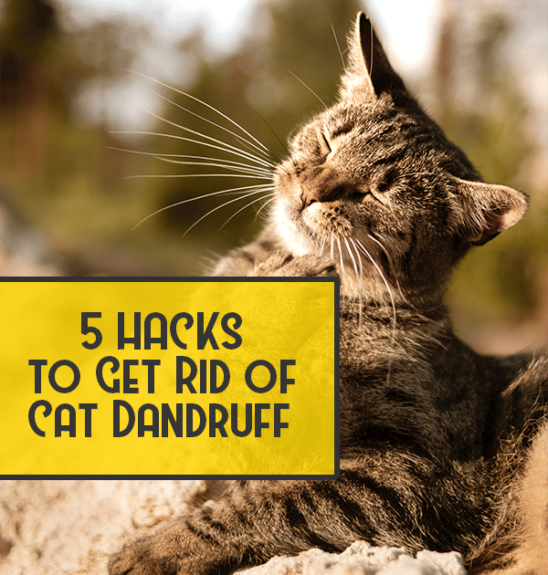 How To Get Rid Of Kitten Dandruff