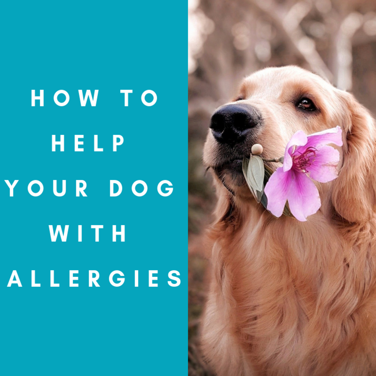 How to Help My Dog With Allergies