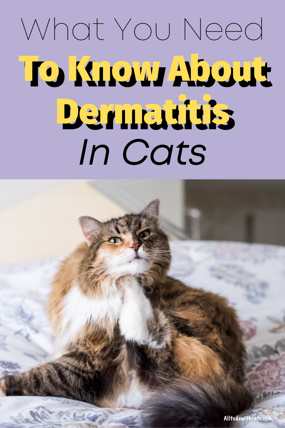 How To Treat Dermatitis In Cats: What You Need To Know