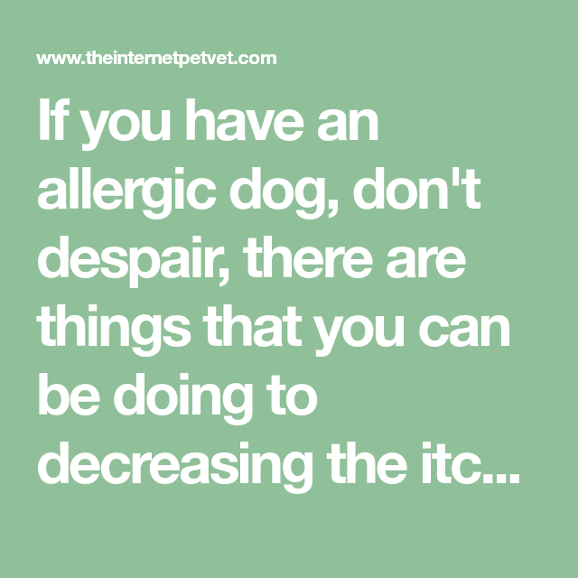 If you have an allergic dog, don