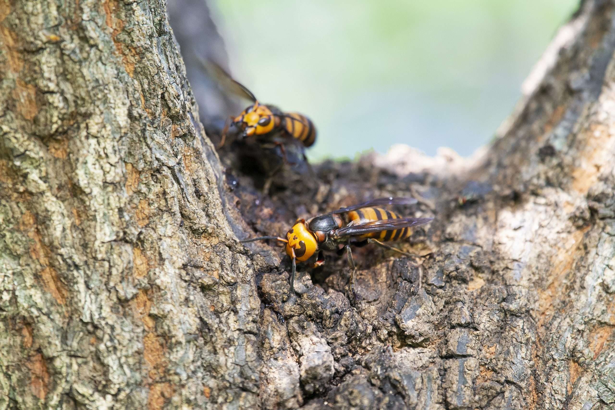 Insect with giant stinger feared to be killer hornet found ...