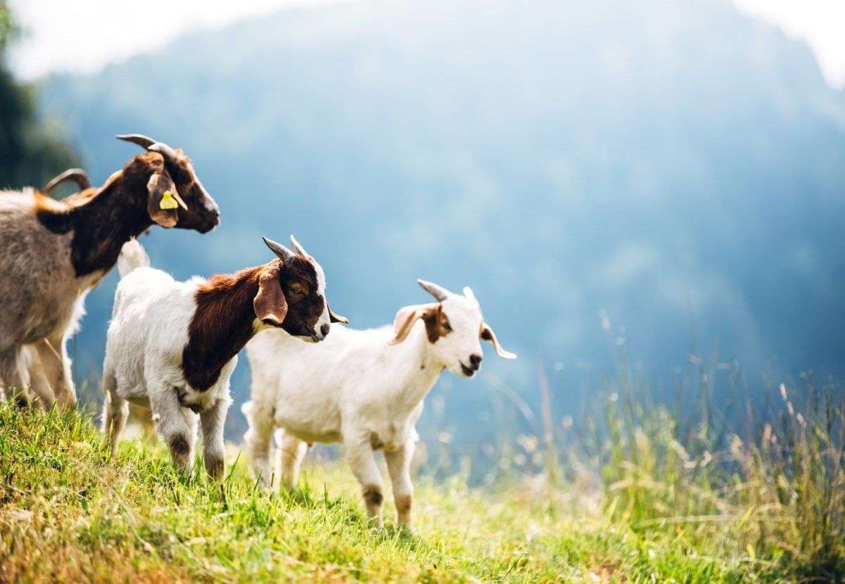 Is Goat Milk Products Good for Eczema? 5 Benefits! in 2020 ...