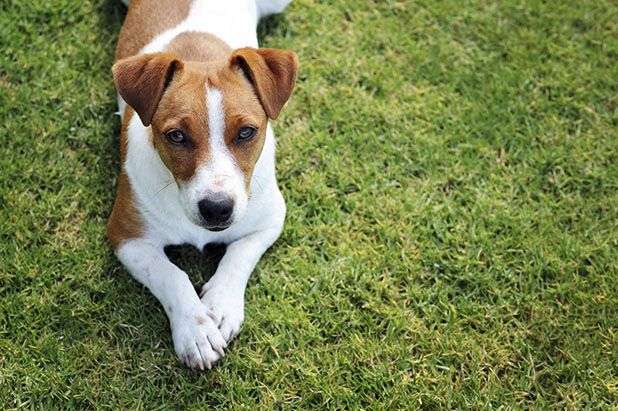 Jack Russell Terrier on Grass