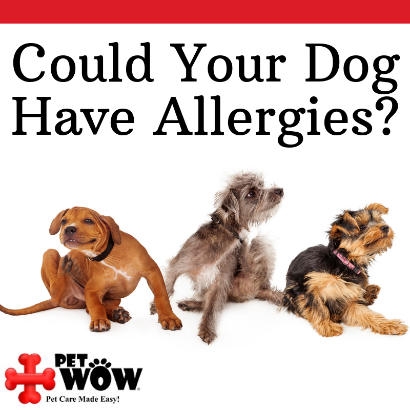 Just like people, #dogs can have allergic reactions to things in their ...