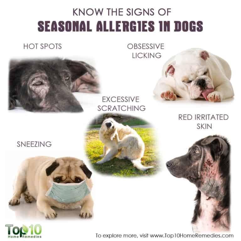 Know the Signs of Seasonal Allergies in Dogs