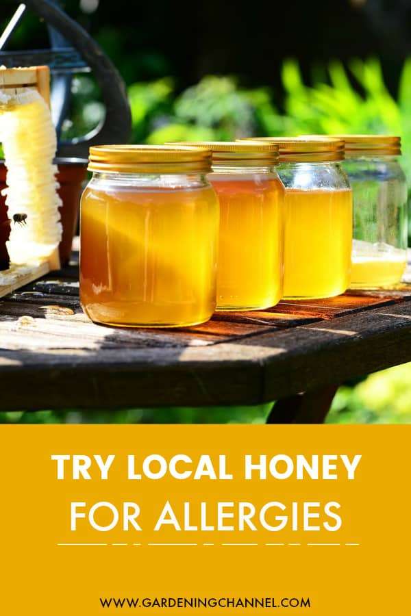 Local Honey for Allergies