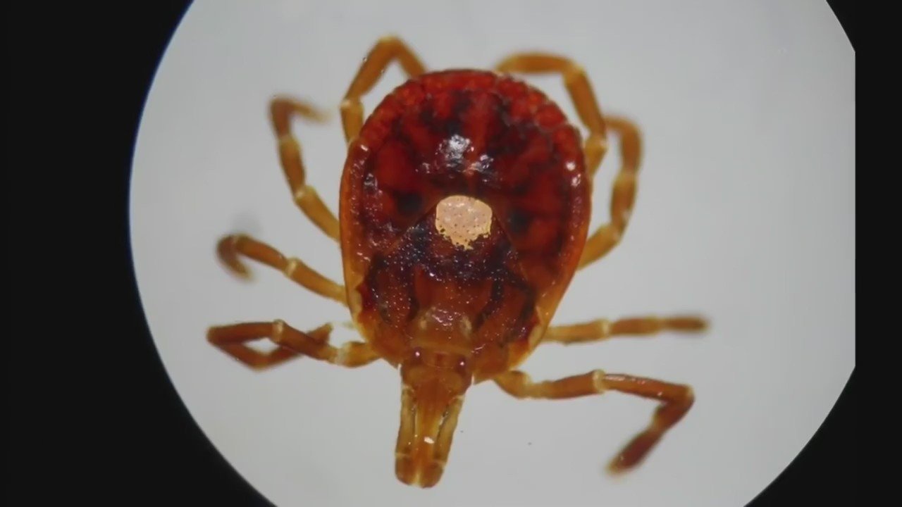 Lone Star Tick on the Rise, Can Cause Red Meat and Dairy ...