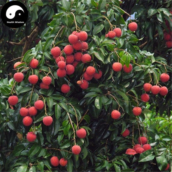 Lychee Fruit Tree