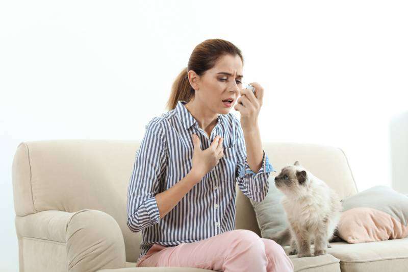 Mild asthma induced by cat or house dust mite allergy study