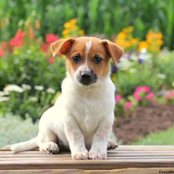 Miniature jack russell terrier puppies for sale near me ...
