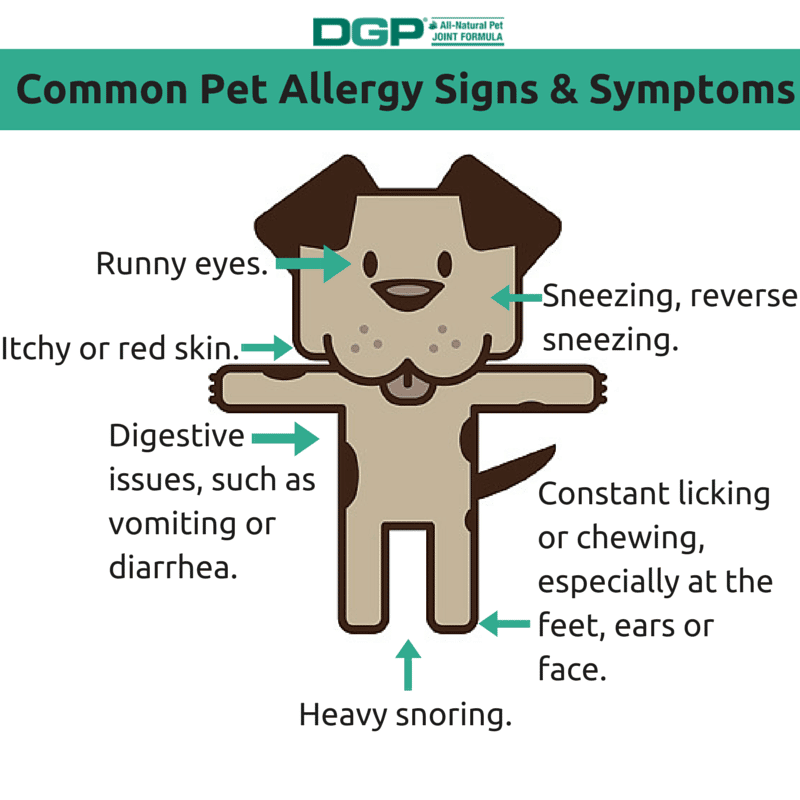 Pet Allergy Signs and Symptoms