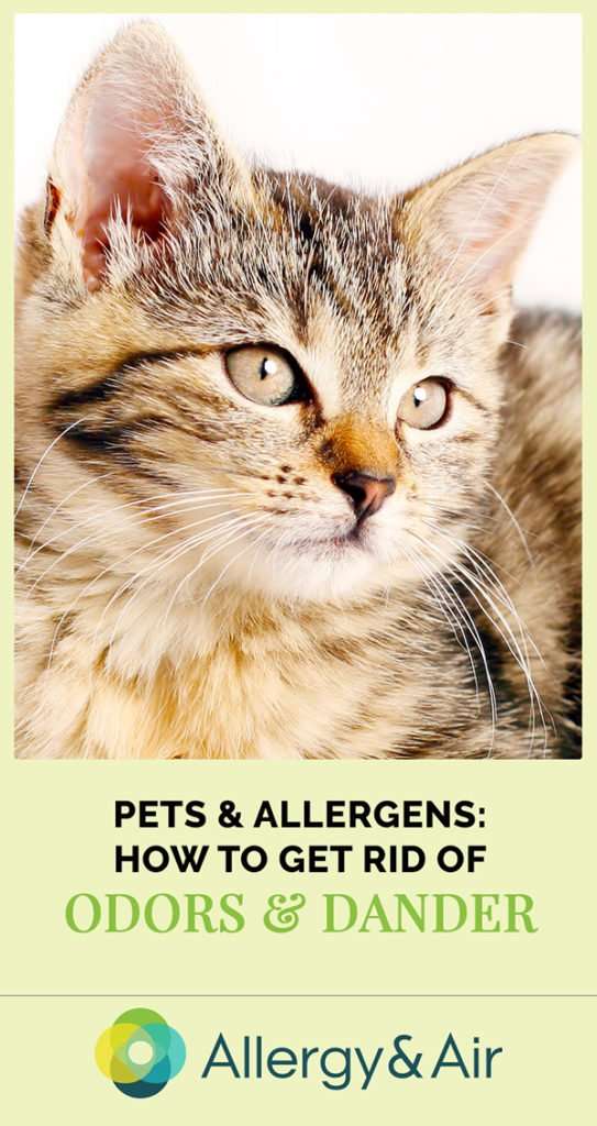 pets &  allergens